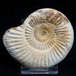 Inch Perisphinctes Ammonite - Jurassic #1955-1